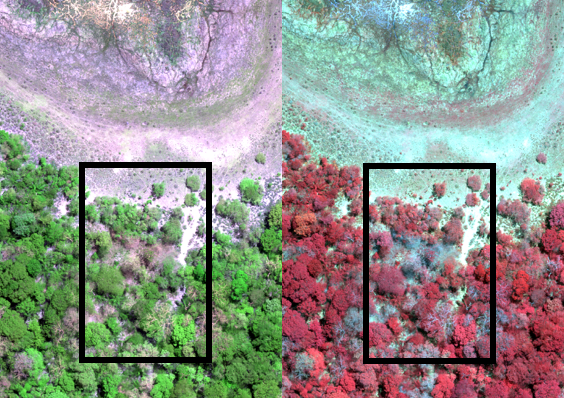 Red-Green-Blue (left)  and Colorinfrared (right) View of Multispectral Data (10 cm)